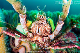 Image result for Hyas araneus