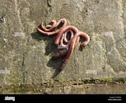 Attēlu rezultāti vaicājumam “Lumbricidae”