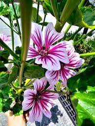 Image result for Malva sylvestris 'Zebrina'