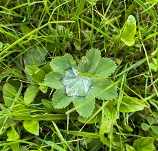 Attēlu rezultāti vaicājumam “Alchemilla vulgaris aggr. leaf”