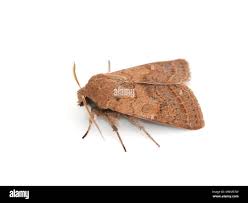 Attēlu rezultāti vaicājumam “Orthosia cerasi”