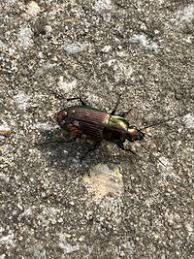 Attēlu rezultāti vaicājumam “Poecilus versicolor”