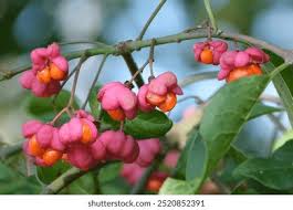 Attēlu rezultāti vaicājumam “Euonymus europaeus fruit”