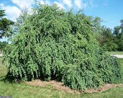 Attēlu rezultāti vaicājumam “Cercidiphyllum japonicum fruit”