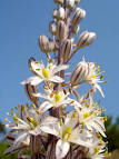 <b>Urginea</b> maritima