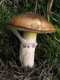 Attēlu rezultāti vaicājumam “Suillus luteus”