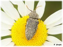 Attēlu rezultāti vaicājumam “Agrypnus murinus”