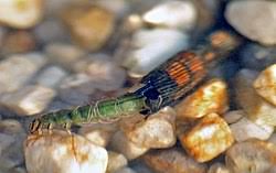 Attēlu rezultāti vaicājumam “Phryganeidae”