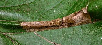 Attēlu rezultāti vaicājumam “Phyllonorycter nicellii”