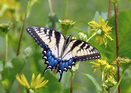 Attēlu rezultāti vaicājumam “Papilionidae”
