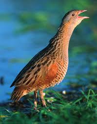 Image result for Crex crex