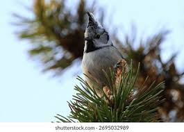 Attēlu rezultāti vaicājumam “Lophophanes cristatus adult”