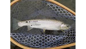 Image result for Oncorhynchus clarkii