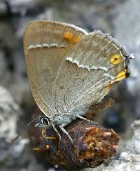 Attēlu rezultāti vaicājumam “Favonius quercus underside”