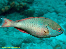 Image result for Sparisoma aurofrenatum