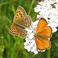 Attēlu rezultāti vaicājumam “Lycaena virgaureae male”