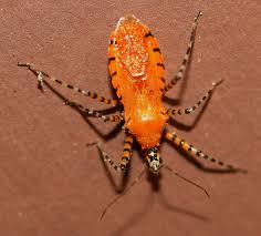 Attēlu rezultāti vaicājumam “Cribraria ferruginea macro”