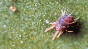 Attēlu rezultāti vaicājumam “Panonychus”