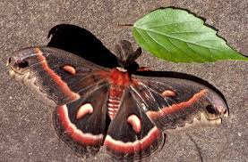 Attēlu rezultāti vaicājumam “Phylloneta cocoon”