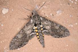 Attēlu rezultāti vaicājumam “Scapania mucronata macro”