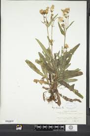 Attēlu rezultāti vaicājumam “Sonchus arvensis subsp. uliginosus flower”