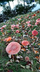 Image result for vliegenzwam