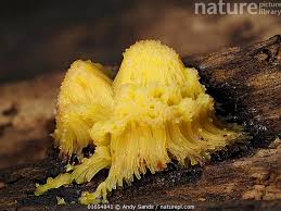 Attēlu rezultāti vaicājumam “Stemonitis flavogenita”