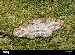 Attēlu rezultāti vaicājumam “Alcis repandata”