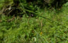 Attēlu rezultāti vaicājumam “Carex sylvatica fruit”