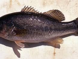 Image result for Micropterus