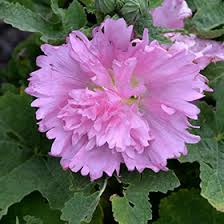 Image result for Alcea (althaea) rosea