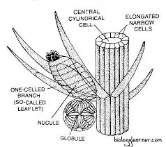 Attēlu rezultāti vaicājumam “Chara aspera male”