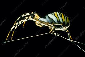 Attēlu rezultāti vaicājumam “Argiope bruennichi”