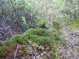 Attēlu rezultāti vaicājumam “Polytrichum strictum”