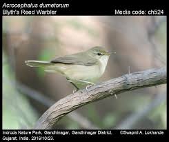 Attēlu rezultāti vaicājumam “Acrocephalus dumetorum”