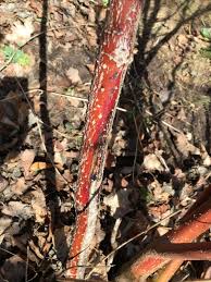 Attēlu rezultāti vaicājumam “Trichia botrytis var. cerifera stalked”