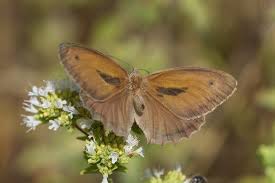 Attēlu rezultāti vaicājumam “Hyponephele lycaon male”