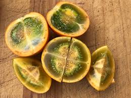 Attēlu rezultāti vaicājumam “Luzula campestris fruit”