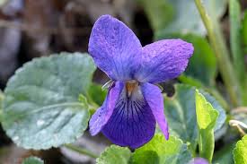Attēlu rezultāti vaicājumam “Viola odorata flower”