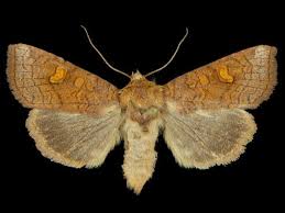 Attēlu rezultāti vaicājumam “Amphipoea”