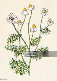 Image result for Matricaria recutita (chamomilla)