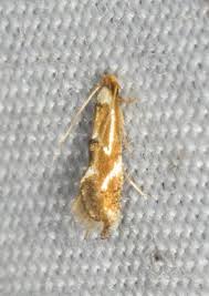 Attēlu rezultāti vaicājumam “Lyonetiidae”