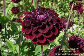 Image result for Dahlia Darkarin`