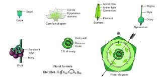 Attēlu rezultāti vaicājumam “Solanaceae”