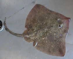 Image result for Raja straeleni