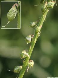 Attēlu rezultāti vaicājumam “Melilotus albus leaf”