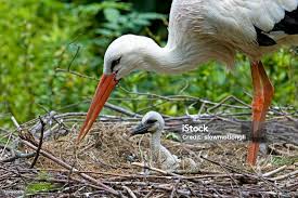 Attēlu rezultāti vaicājumam “Ciconia ciconia adult”