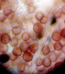 Attēlu rezultāti vaicājumam “Badhamiopsis scripta spores”