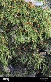 Attēlu rezultāti vaicājumam “Sanionia uncinata  sporophyte”