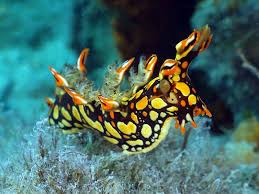 ผลการค้นหารูปภาพสำหรับ Bornella Anguilla